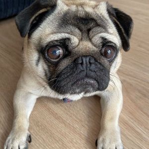 Meet your Posher, Ellie